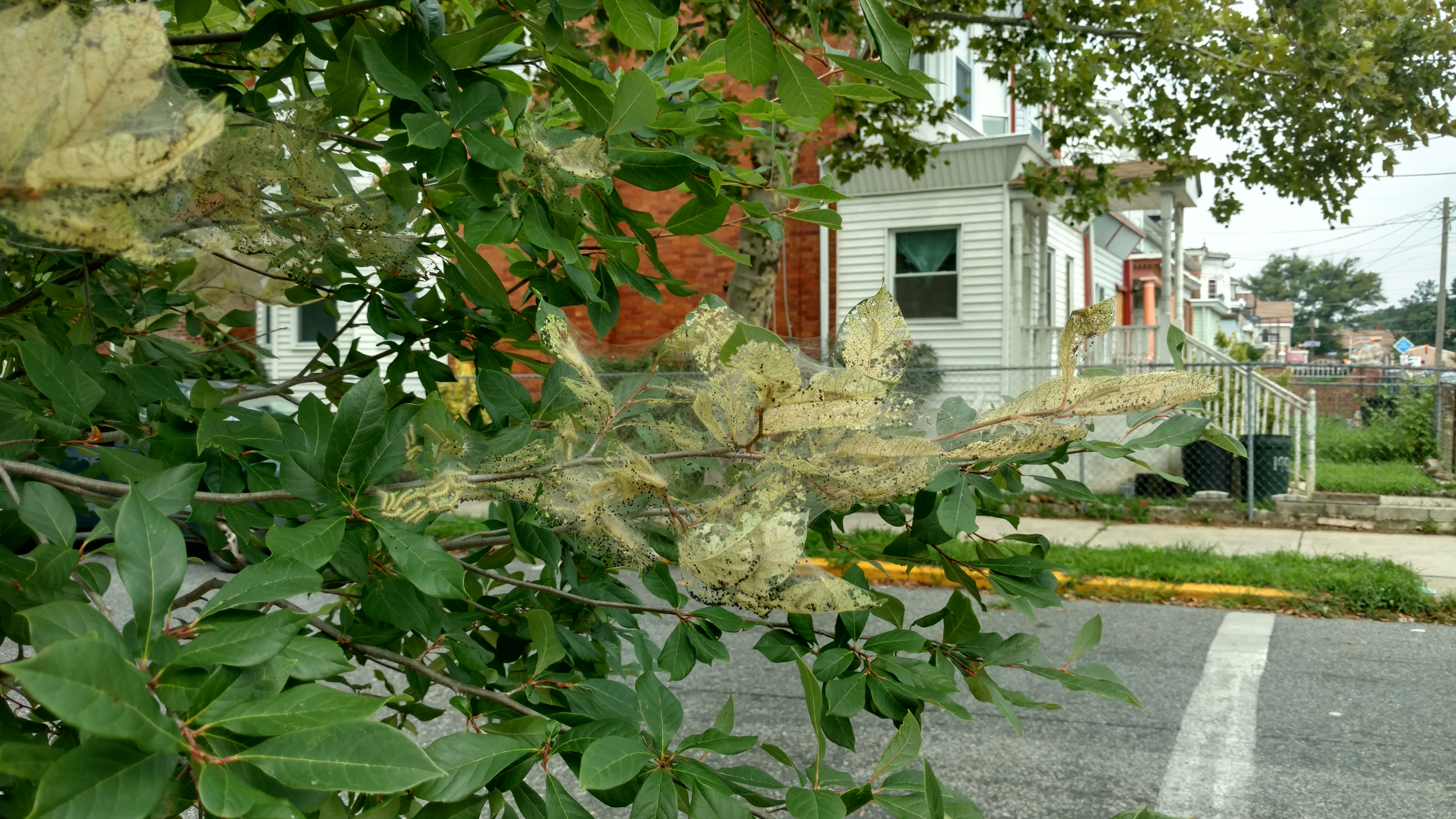 Fall Webworm